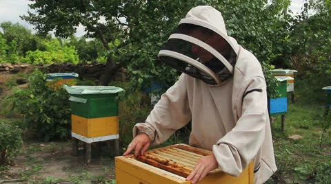Beekeeper 2 Stock Footage 22687996