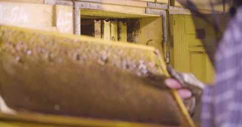 Beekeeper add honeycomb to the beehive, static close up shot. Stock Footage 132487737