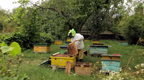Beekeeper and apiary Stock Footage 46272198