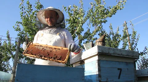 Beekeeper and bees in a hive Stock Footage 33982534
