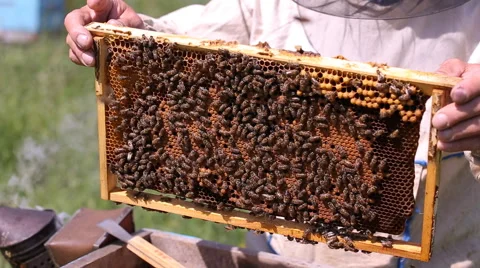 Beekeeper and bees in the hive Stock Footage 64532472