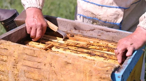 Beekeeper and bees in the hive Stock Footage 64532597