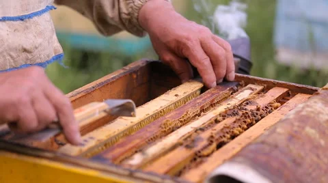 Beekeeper and bees in the hive Stock-Footage 64535852