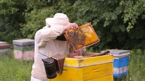 Beekeeper and bees in the hive Stock-Footage 64536511