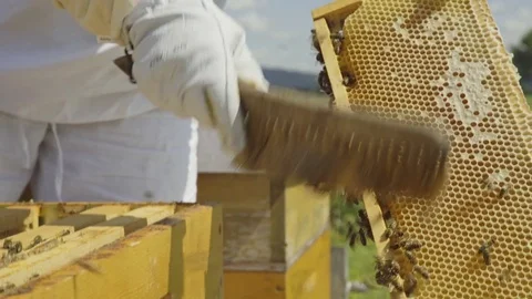 Beekeeper and honeycomb Vídeos de archivo 84768427