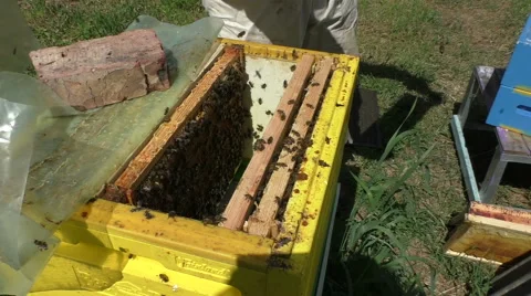 Beekeeper apiarist opening the beehive Video stock 51172948