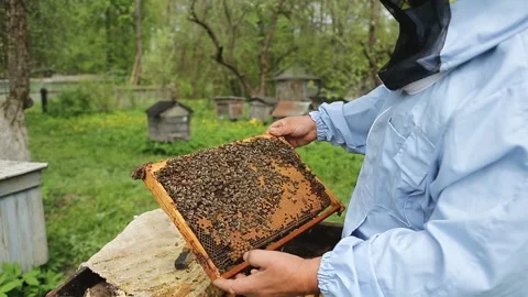 Beekeeper on apiary. Beekeeper is working with bees and beehives on the apiary Stock-Footage 130192938