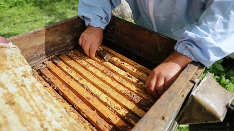 Beekeeper on apiary. Beekeeper is working with bees and beehives on the apiary Video stock 130193289