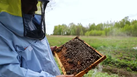 Beekeeper on apiary. Beekeeper is working with bees and beehives on the apiary Video stock 130193373