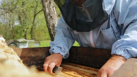 Beekeeper on apiary. Beekeeper is working with bees and beehives on the apiary Video stock 130193821