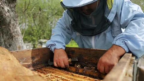 Beekeeper on apiary. Beekeeper is working with bees and beehives on the apiary Video stock 130193879