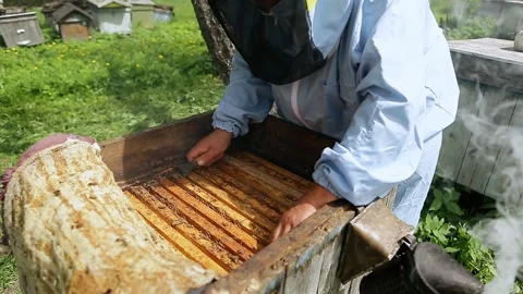 Beekeeper on apiary. Beekeeper is working with bees and beehives on the apiary Video stock 130531699