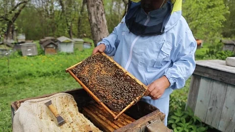 Beekeeper on apiary. Beekeeper is working with bees and beehives on the apiary 스톡 동영상 130531763