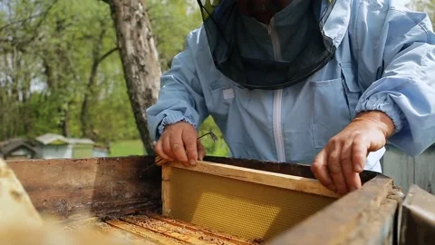 Beekeeper on apiary. Beekeeper is working with bees and beehives on the apiary Stock Footage 130673089