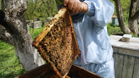 Beekeeper on apiary. Beekeeper is working with bees and beehives on the apiary 스톡 동영상 130983549