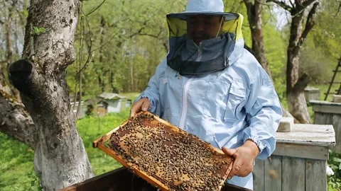 Beekeeper on apiary. Beekeeper is working with bees and beehives on the apiary Stock Footage 130983628