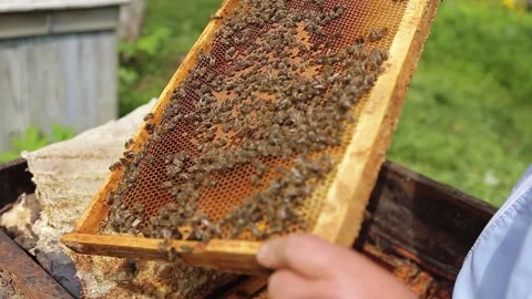Beekeeper on apiary. Beekeeper is working with bees and beehives on the apiary Stock Footage 130983643