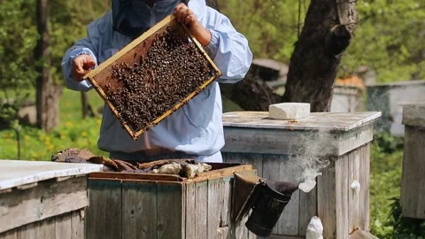 Beekeeper on apiary. Beekeeper is working with bees and beehives on the apiary Stock Footage 130983687