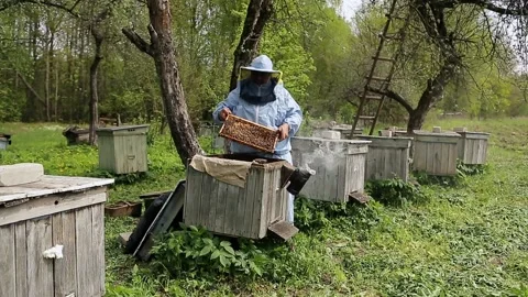 Beekeeper on apiary. Beekeeper is working with bees and beehives on the apiary Stock Footage 130983715