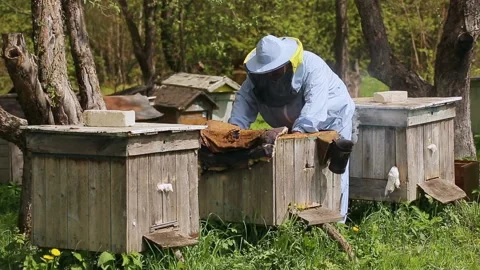 Beekeeper on apiary. Beekeeper is working with bees and beehives on the apiary Stock Footage 131764254