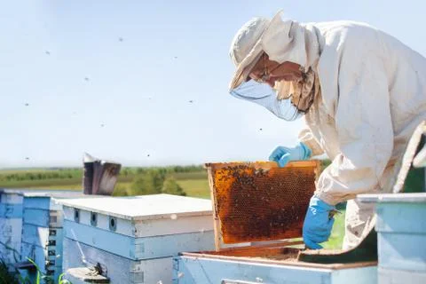 Beekeeper on apiary. Beekeeper is working with bees and beehives on the apiar Stock Photos