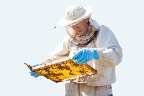 Beekeeper on apiary. Beekeeper is working with bees and beehives on the apiar Stock Photos