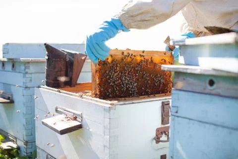 Beekeeper on apiary. Beekeeper is working with bees and beehives on the apiar Stock Photos