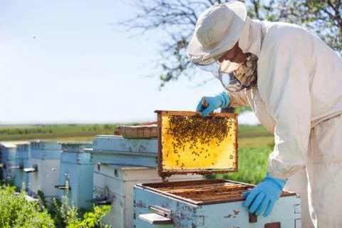 Beekeeper on apiary. Beekeeper is working with bees and beehives on the apiar 스톡 사진