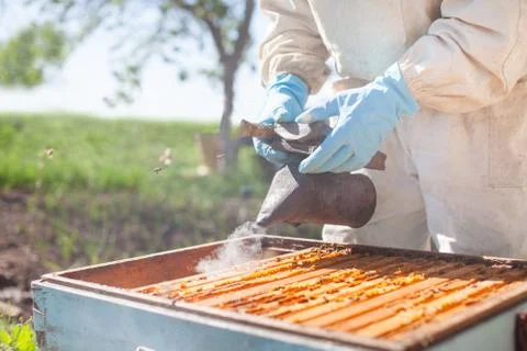 Beekeeper on apiary. Beekeeper is working with bees and beehives on the apiar Stock Photos