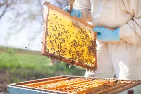 Beekeeper on apiary. Beekeeper is working with bees and beehives on the apiar Stock Photos