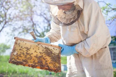 Beekeeper on apiary. Beekeeper is working with bees and beehives on the apiar Stock Photos