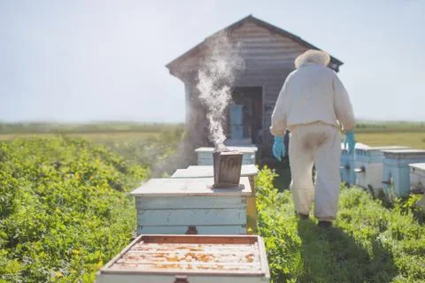 Beekeeper on apiary. Beekeeper is working with bees and beehives on the apiar Stock Photos