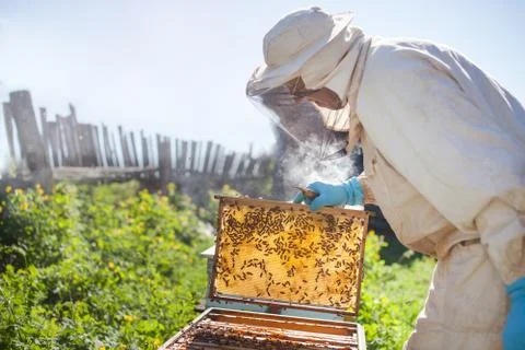 Beekeeper on apiary. Beekeeper is working with bees and beehives on the apiar Stock Photos