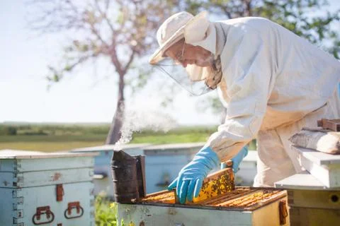 Beekeeper on apiary. Beekeeper is working with bees and beehives on the apiar Stock Photos