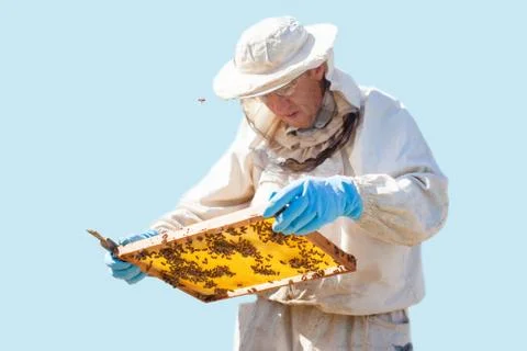 Beekeeper on apiary. Beekeeper is working with bees and beehives on the apiar Stock Photos