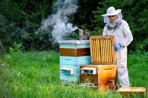 Beekeeper on apiary. Beekeeper is working with bees and beehives on the apiar Stock Photos