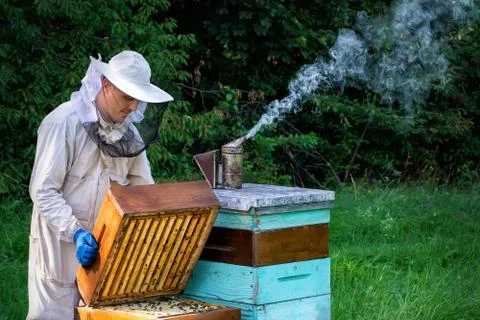 Beekeeper on apiary. Beekeeper is working with bees and beehives on the apiar Stock Photos