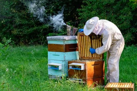 Beekeeper on apiary. Beekeeper is working with bees and beehives on the apiar Stock Photos