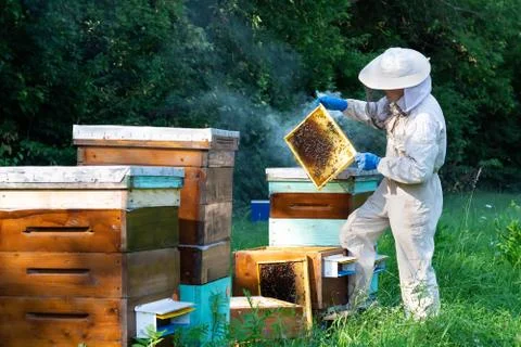 Beekeeper on apiary. Beekeeper is working with bees and beehives on the apiar Stock Photos