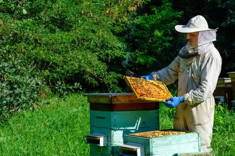 Beekeeper on apiary. Beekeeper is working with bees and beehives on the apiary Stock Photos