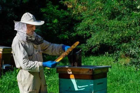 Beekeeper on apiary. Beekeeper is working with bees and beehives on the apiary Stock Photos
