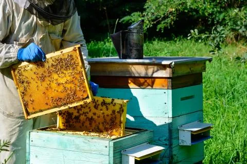 Beekeeper on apiary. Beekeeper is working with bees and beehives on the apiary Stock Photos