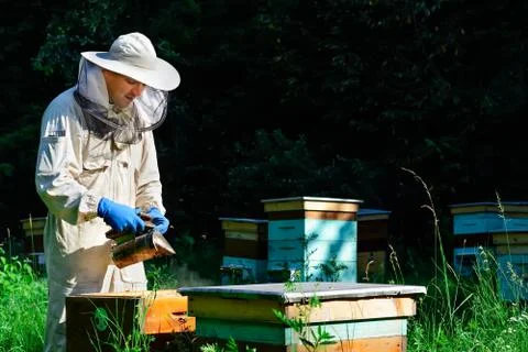 Beekeeper on apiary. Beekeeper is working with bees and beehives on the apiary Stock Photos