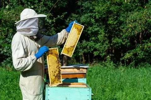 Beekeeper on apiary. Beekeeper is working with bees and beehives on the apiar Stock Photos