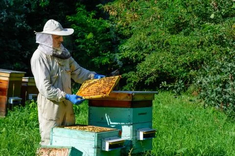 Beekeeper on apiary. Beekeeper is working with bees and beehives on the apiar Stock Photos