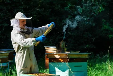 Beekeeper on apiary. Beekeeper is working with bees and beehives on the apiar Stock Photos