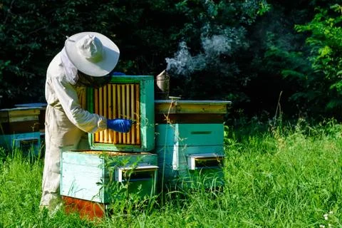 Beekeeper on apiary. Beekeeper is working with bees and beehives on the apiar Stock Photos