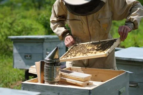 Beekeeper on apiary. Beekeeper is working with bees and beehives on the apiary. Stock Photos