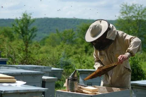 Beekeeper on apiary. Beekeeper is working with bees and beehives on the apiary. Stock Photos