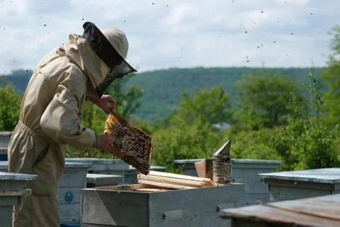 Beekeeper on apiary. Beekeeper is working with bees and beehives on the apiary. Stock Photos